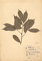 藏品(黑星櫻(墨點櫻桃))的圖片